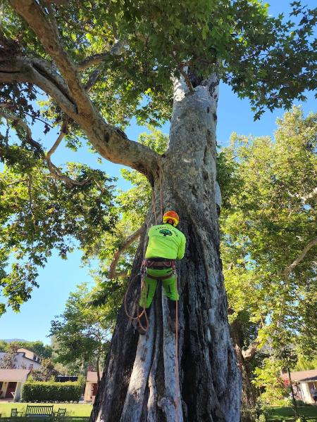 Arborist Crew Services