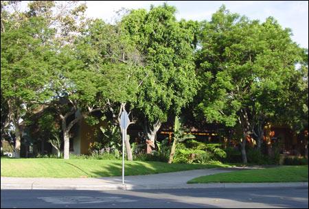 Arborist Crew Services