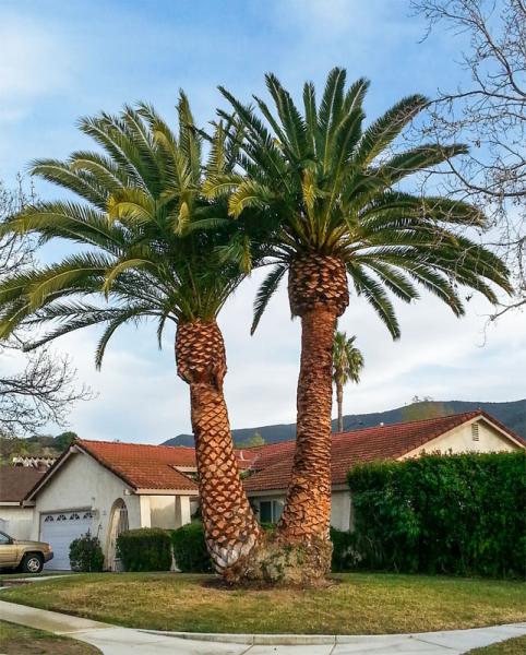 Arborist Crew Services