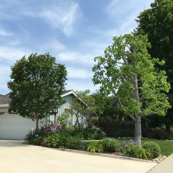 Salim's Tree Service