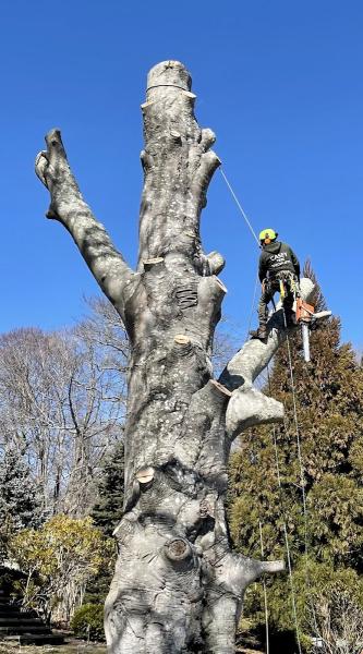 Casey Tree Specialists