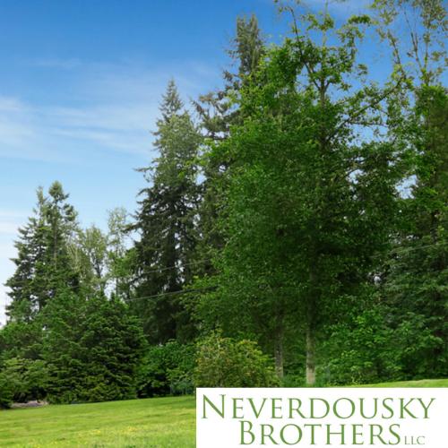 Neverdousky Brothers LLC
