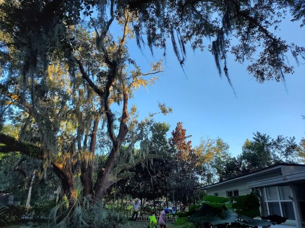 Tree Cutters