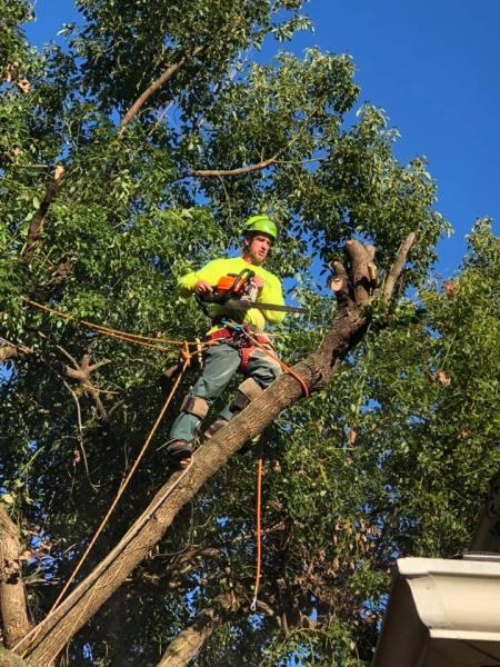 Tree Cutters