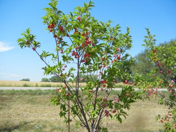Focal Point Tree Care
