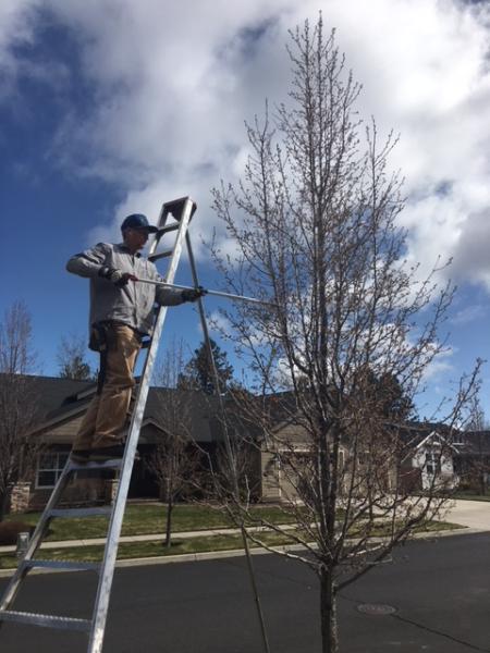 Focal Point Tree Care