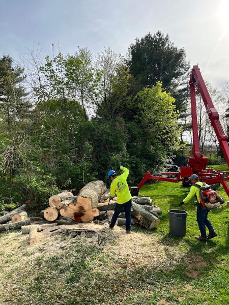 ALX Tree Service