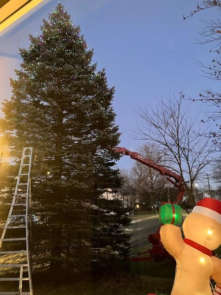 ALX Tree Service