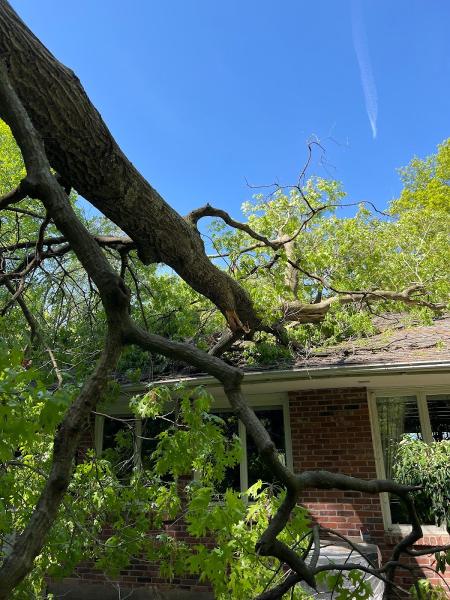 ALX Tree Service