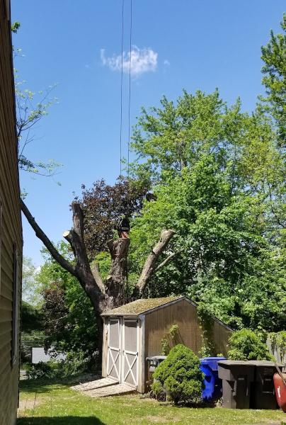 Beaver Tree Service
