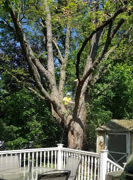 Beaver Tree Service