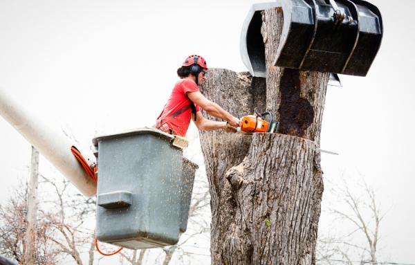 Suwanee Tree Service