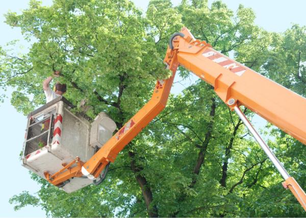 Suwanee Tree Service