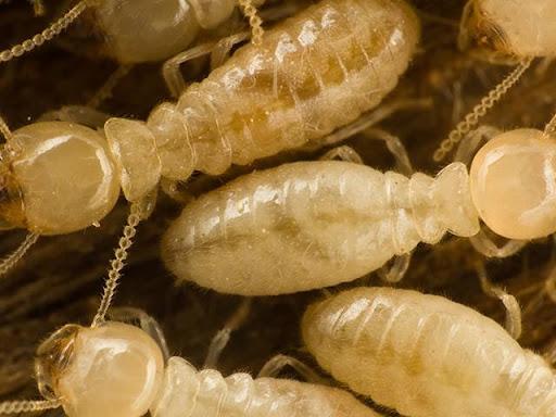 All-American Pest Control