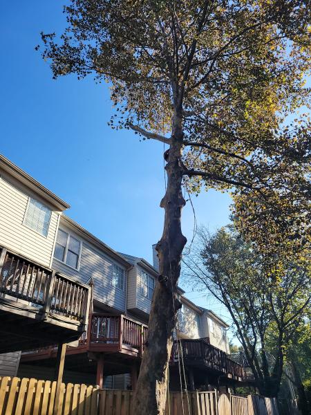 Virginia Tree Care & Landscaping