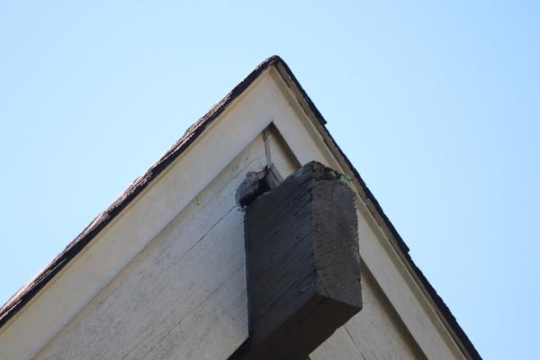 DW Wildlife Solutions LLC