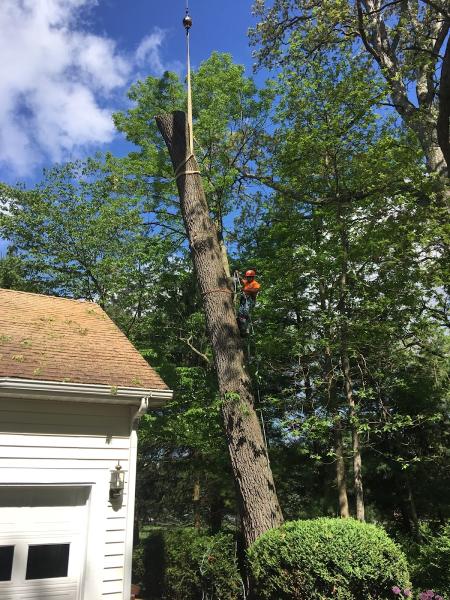 Wildcat Creek Tree Service