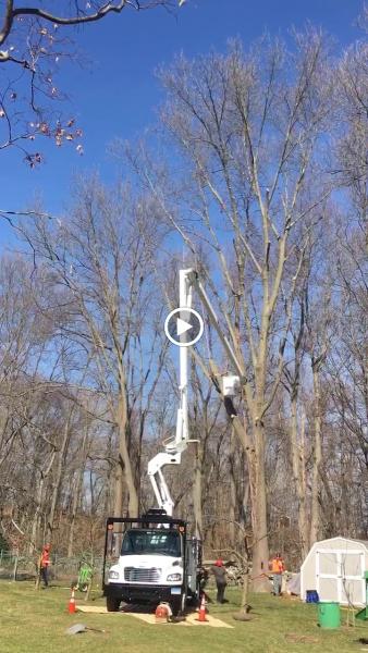 Madd Beaver Tree Experts & Stump Grinding Service