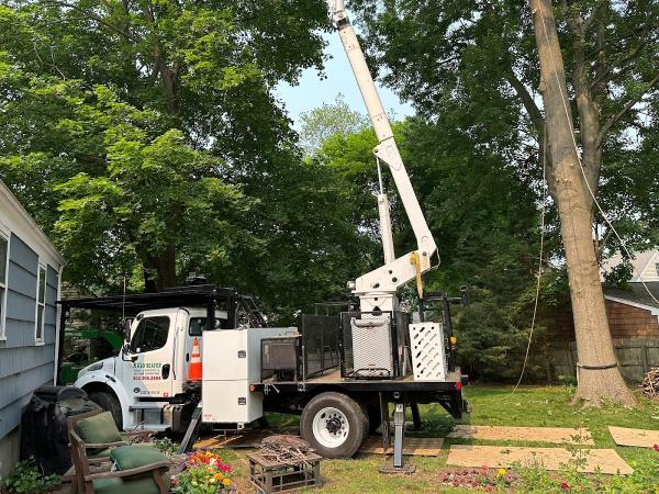 Madd Beaver Tree Experts & Stump Grinding Service
