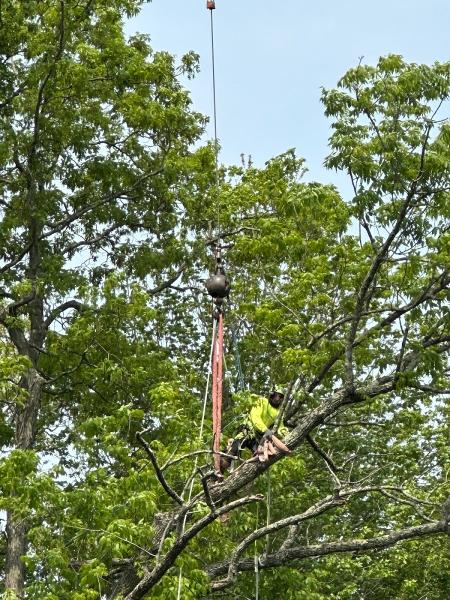 Madd Beaver Tree Experts & Stump Grinding Service