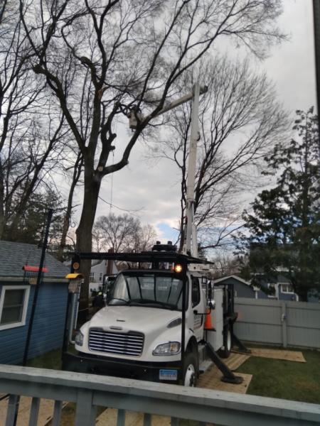 Madd Beaver Tree Experts & Stump Grinding Service