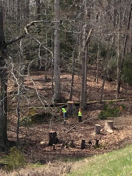 Butler Tree Service