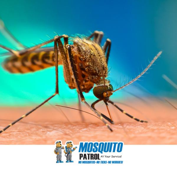 NJ Mosquito Patrol