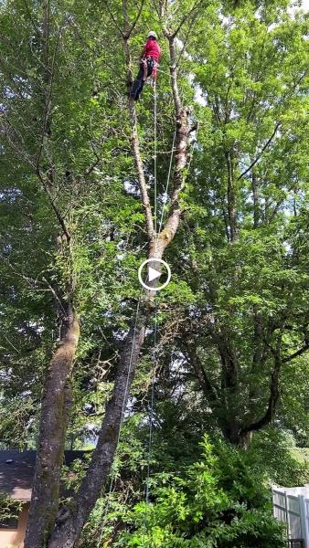 Second 2 None Tree Service