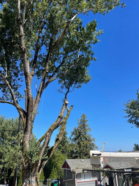 Second 2 None Tree Service