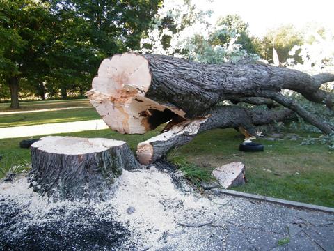 Mays Tree Service