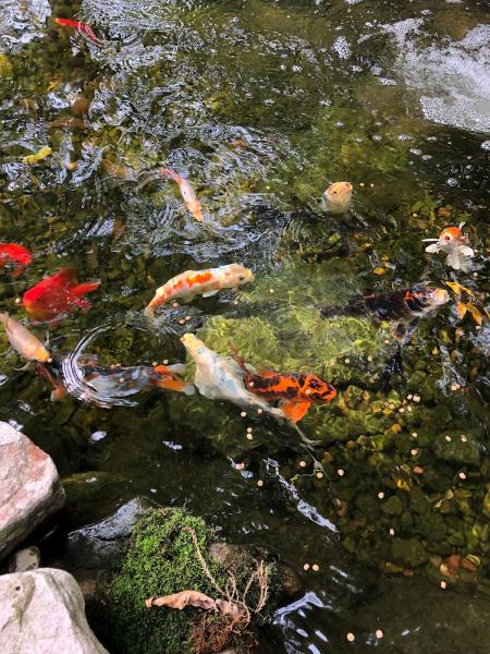 Specialty Water Gardens & Landscapes