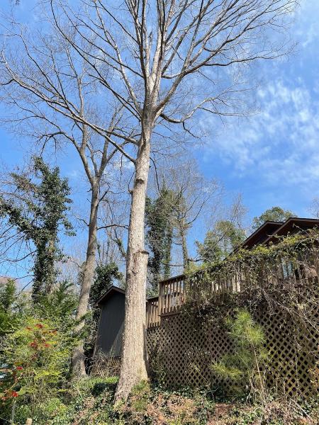 Woods Tree Service
