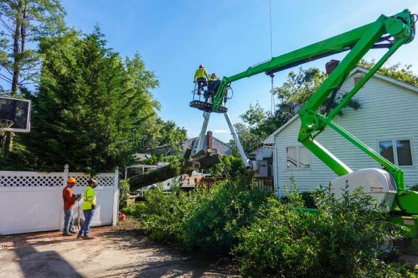 The Tree Service