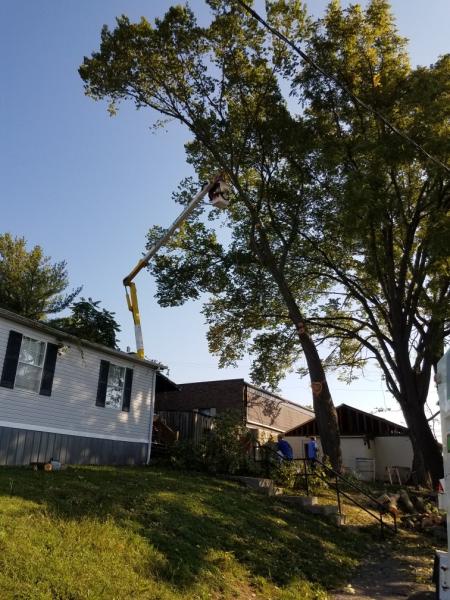 The Tree Service