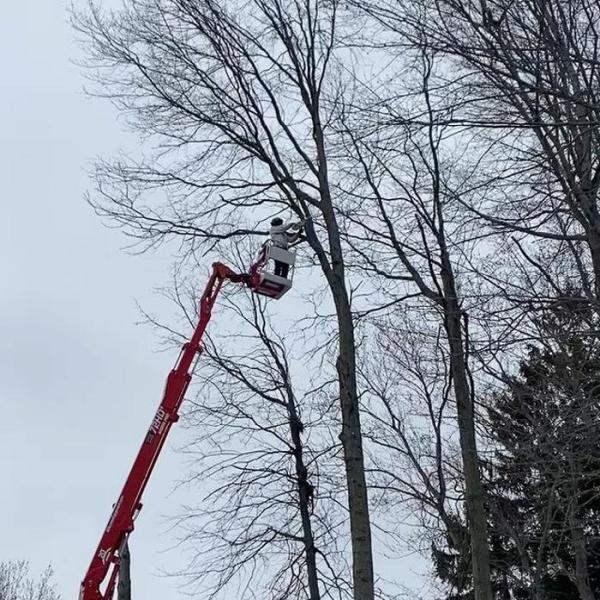 College Tree Removal
