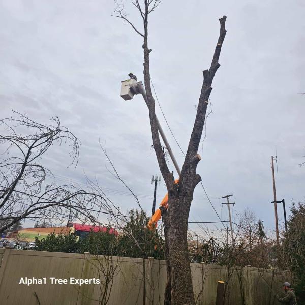 Alpha 1 Tree Experts INC