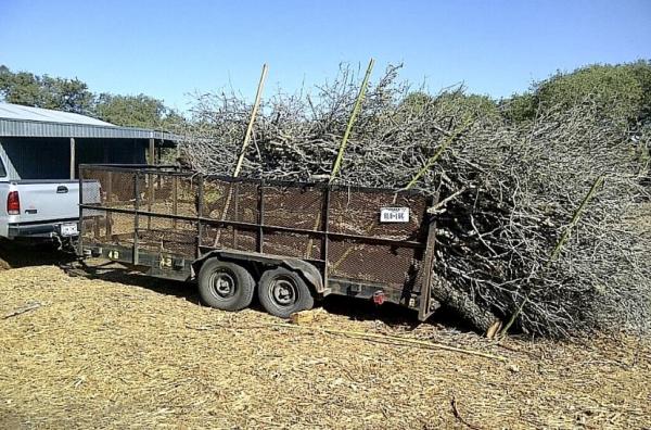 Sid Mourning Tree Service