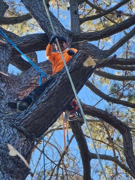 Firefighter Tree Service