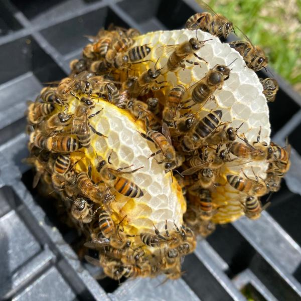 Florida Bee Removal