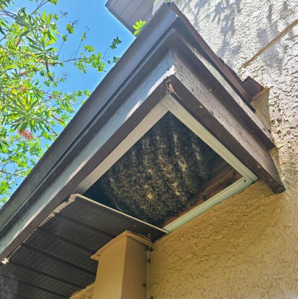 Florida Bee Removal