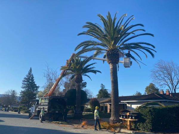 Miabella Experts Tree Service Inc