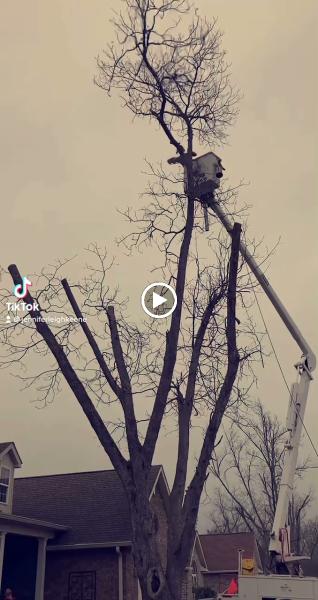 Keene Tree Service
