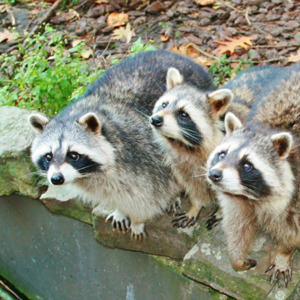 American Bio-Tech Wildlife Services
