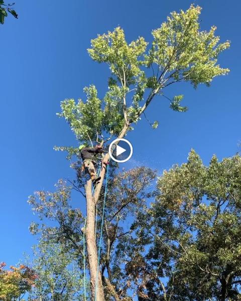 Four Brothers Tree & Landscaping