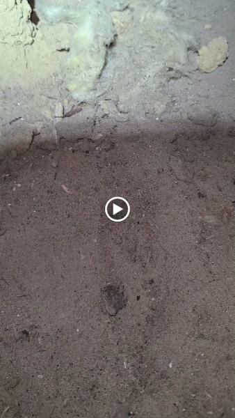 Ledford's Termite & Pest Control