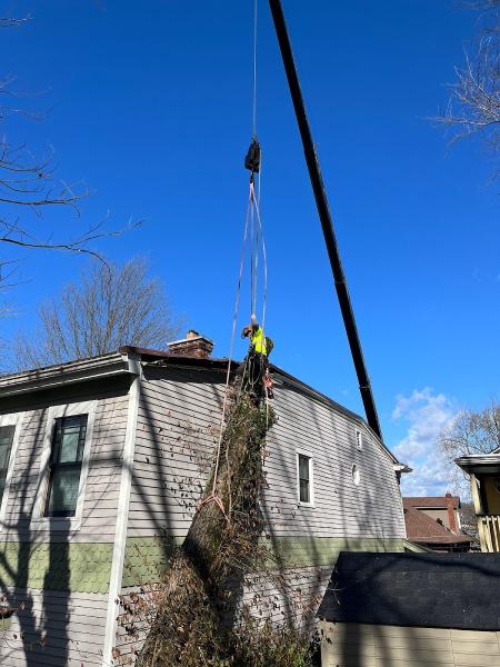 Lefke Tree Experts