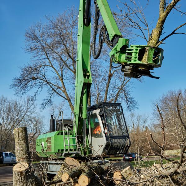 Lefke Tree Experts