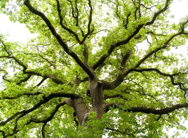 Goshen Tree Care