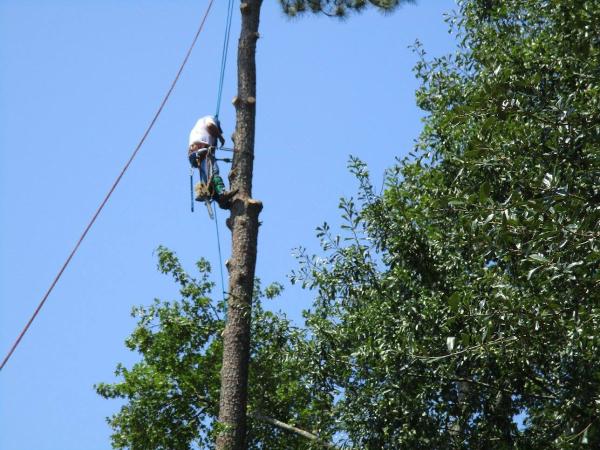 Northshore Tree Specialist