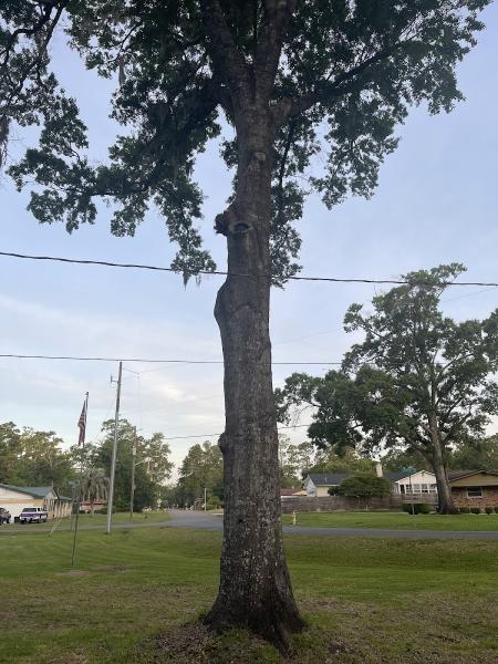 Eagerton Tree Service
